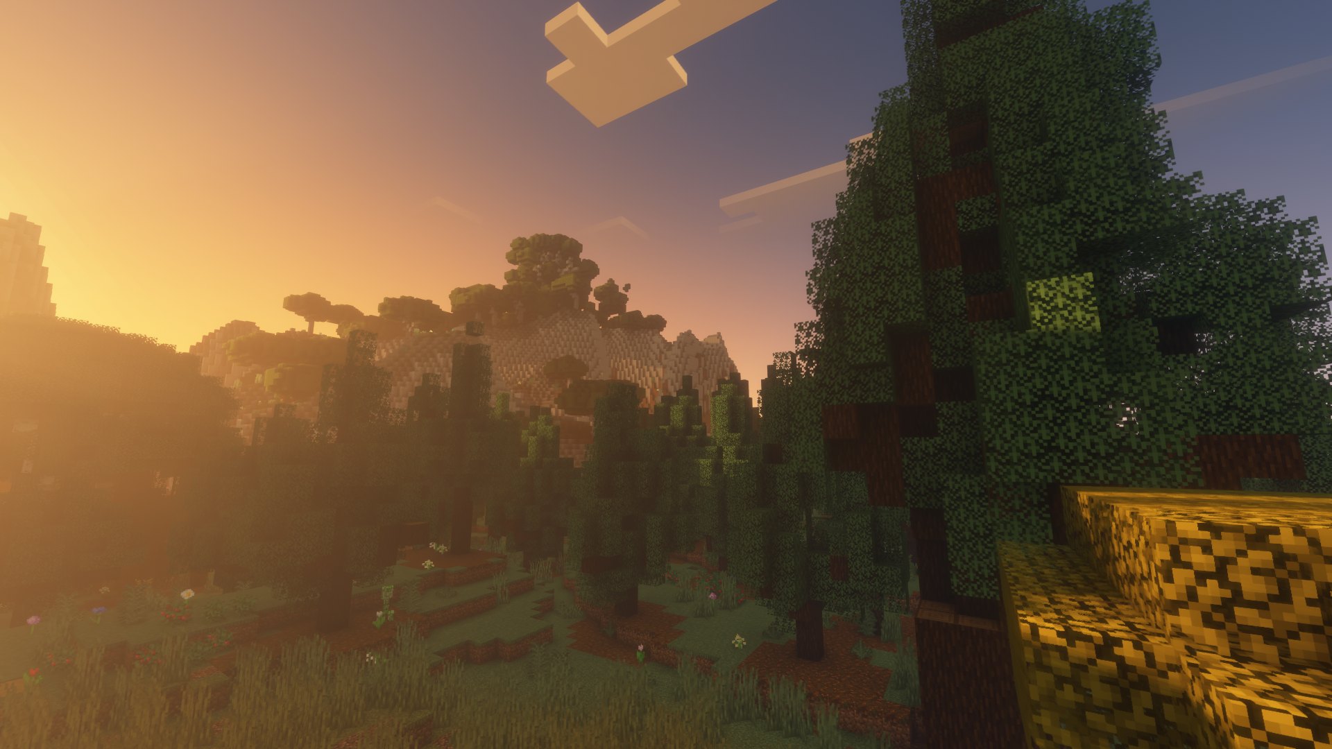 Bosque al amanecer